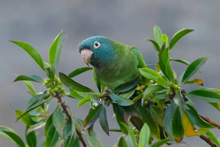 blue-crowned-conure