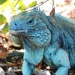 blue-iguana