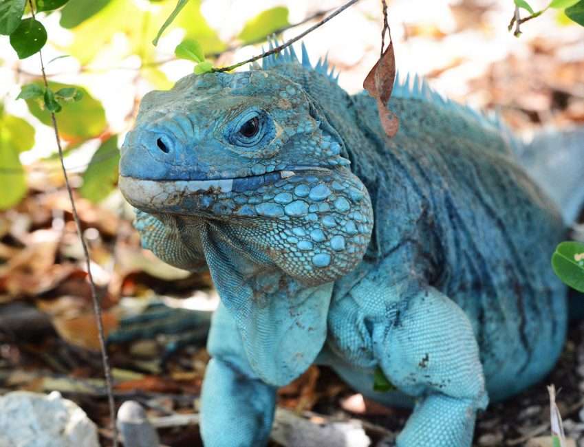 blue-iguana