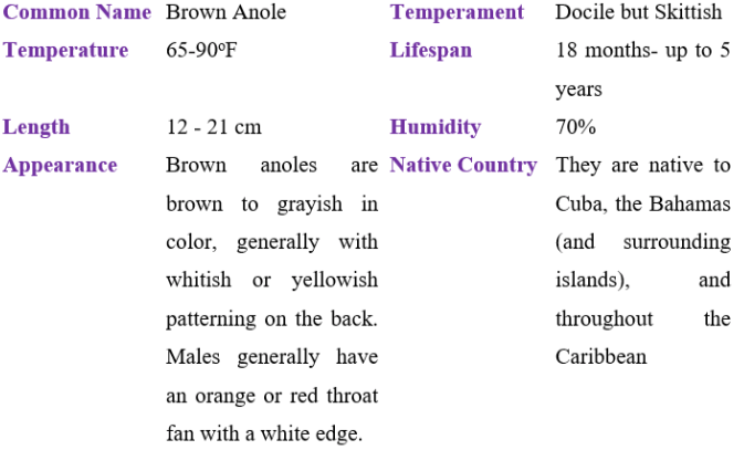 brown anole table