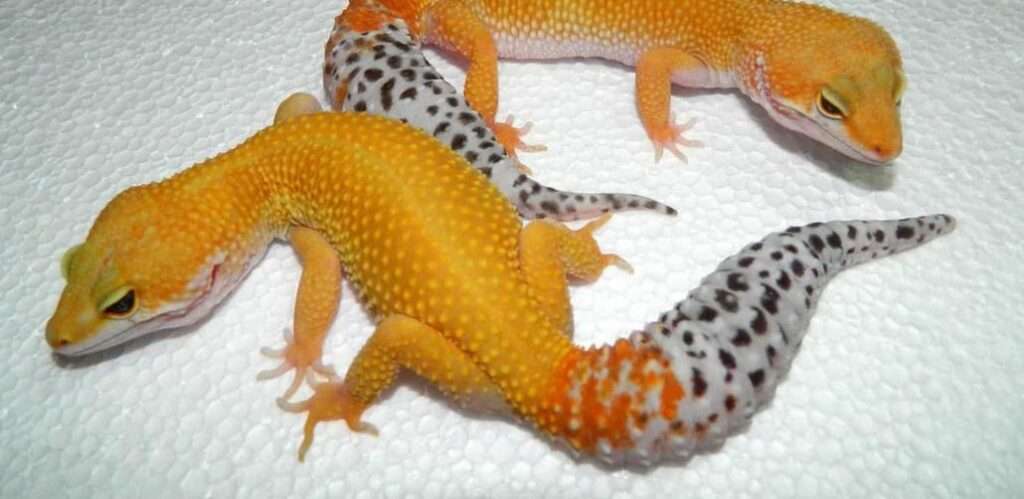 carrot-tail-leopard-gecko-1030x617