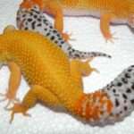 carrot-tail-leopard-gecko-1030x617