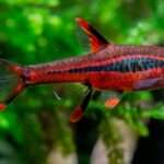 chili-rasbora