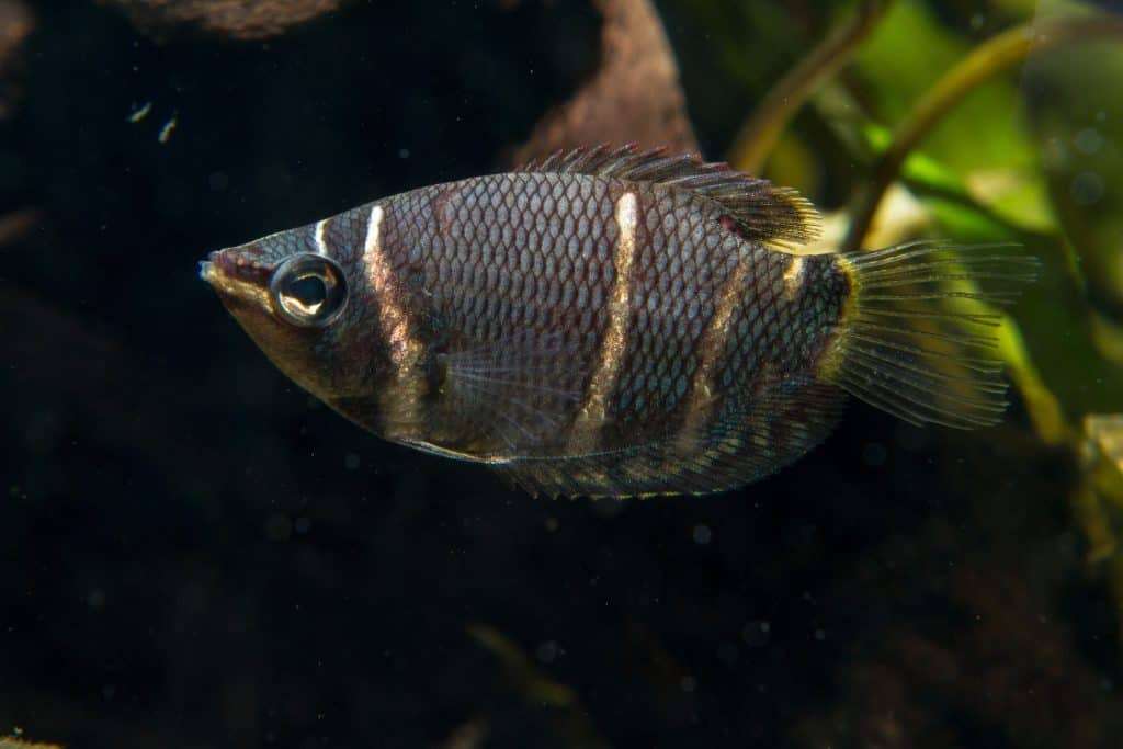 chocolate-gourami-1024x683