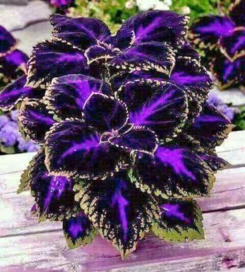 coleus black blue