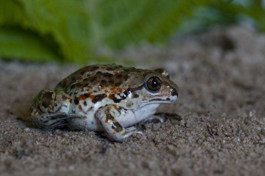 common spadefoot toad