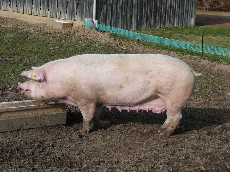 danish-landrace-swine