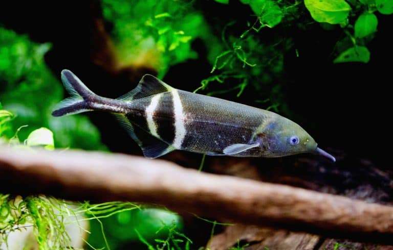 elephant-nose-fish-768x490