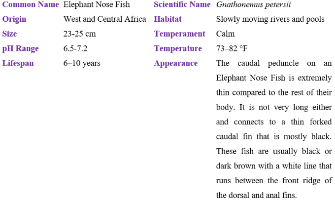 elephant nose fish table