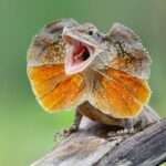frilled-lizard-