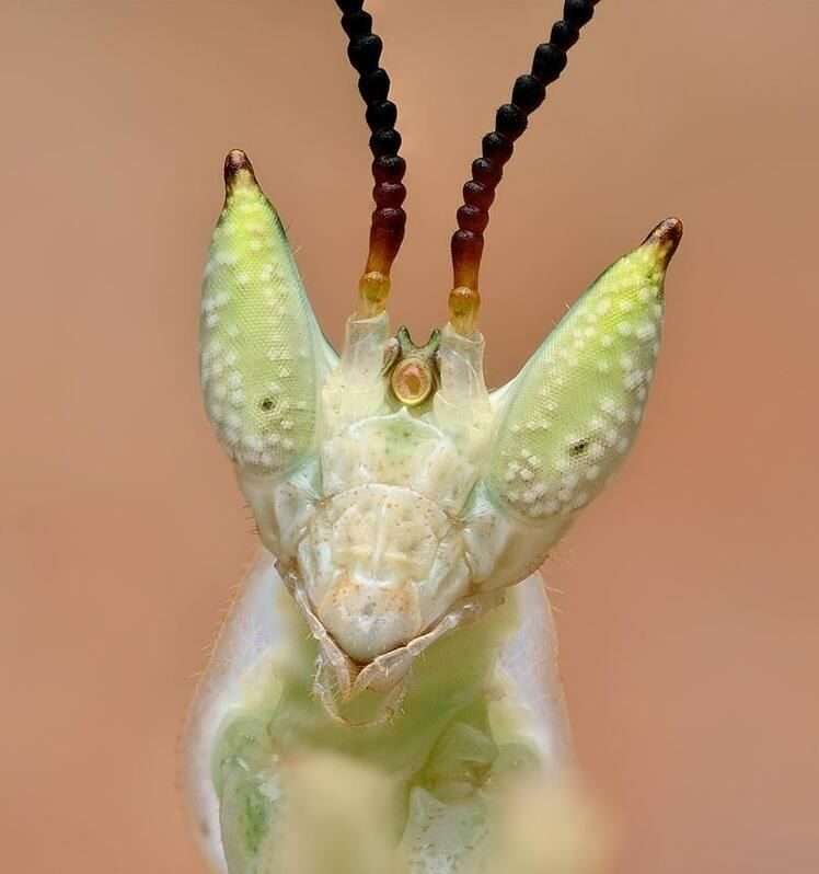 gambian spotted eye mantis.