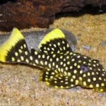 gold-nugget-pleco