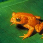 golden toad