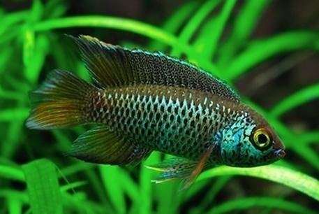 goldeneye-cichlid
