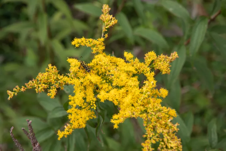 goldenrod-wildflowers