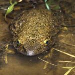 goliath-frog