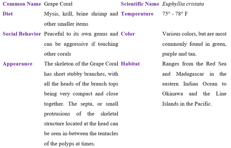 grape coral table