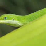 green-anoles