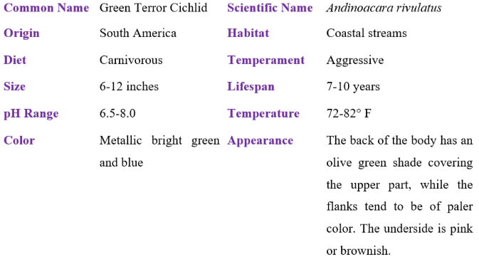 green terror cichlid table
