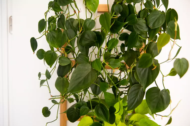 heartleaf-philodendron
