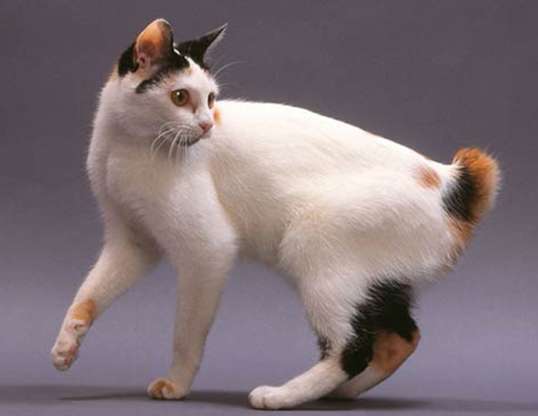 japanese_bobtail_1