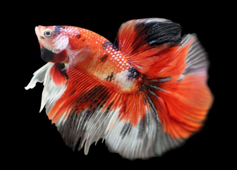 Koi Betta