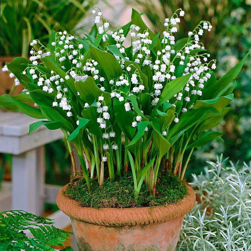 lily-of-the-valley-1