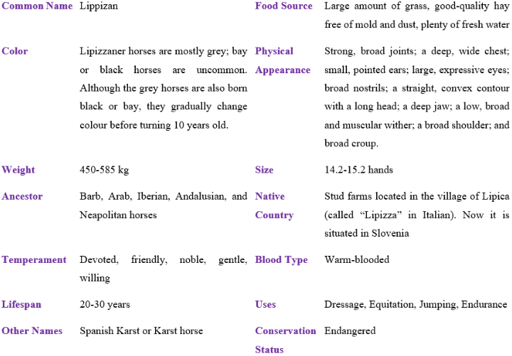 lippizan table