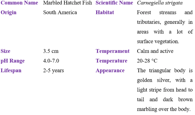 marbled hatchet fishes table