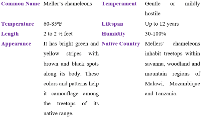 meller's chameleon table
