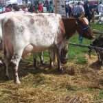 milking shorthorn cow
