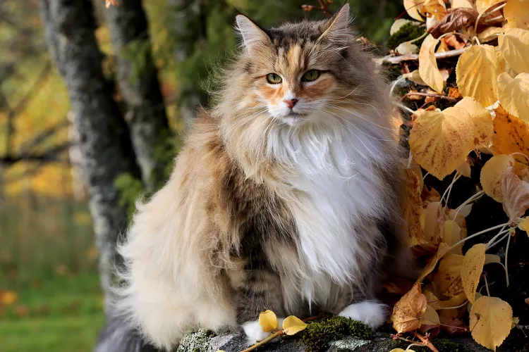 norwegian-forest-cat-