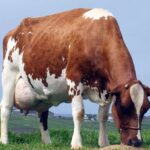 norwegian-red-cow