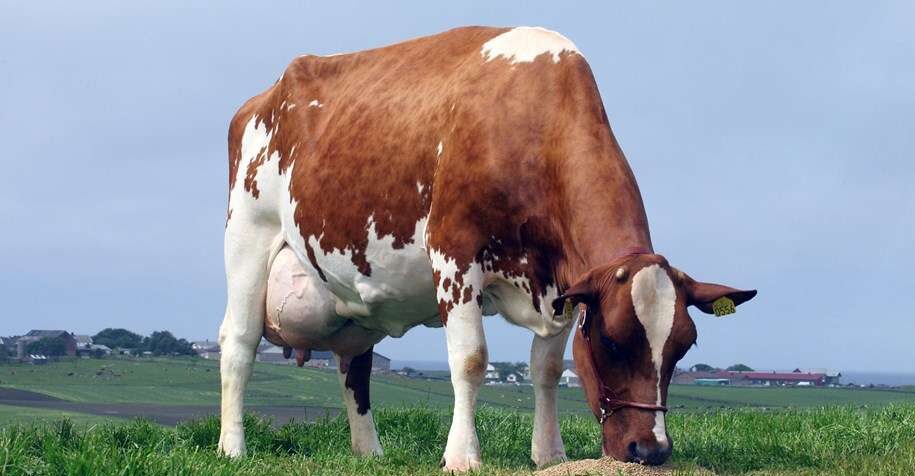 norwegian-red-cow