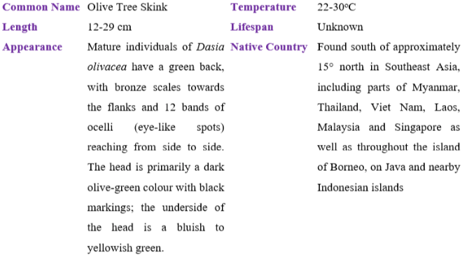olive tree skink table