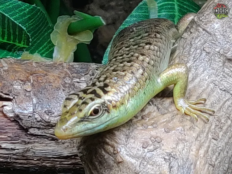 olive tree skink