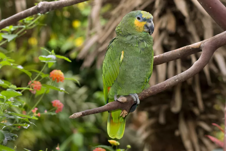 orange-winged-amazon-parrot