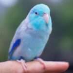 pacific_parrotlet_l