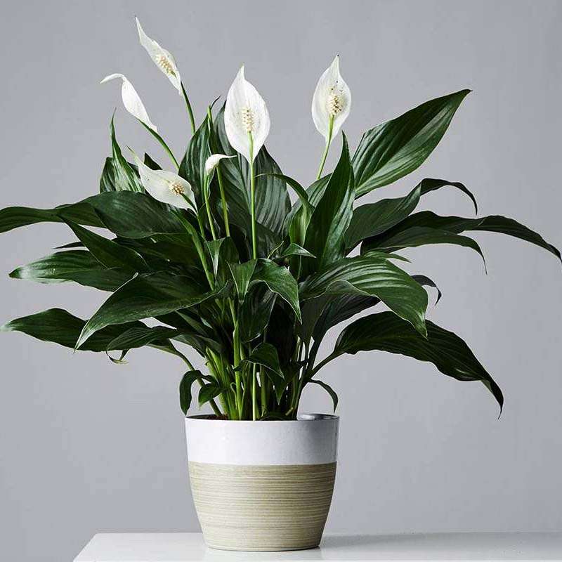 peace-lily-1