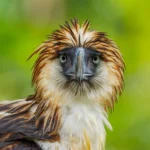 philippine-eagle-size