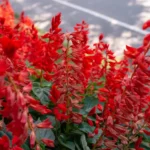 red-salvia plant