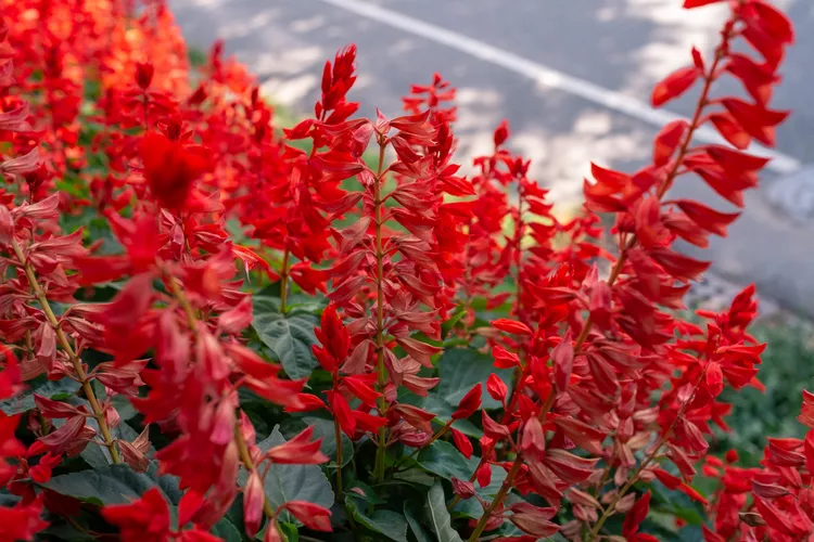 red-salvia plant
