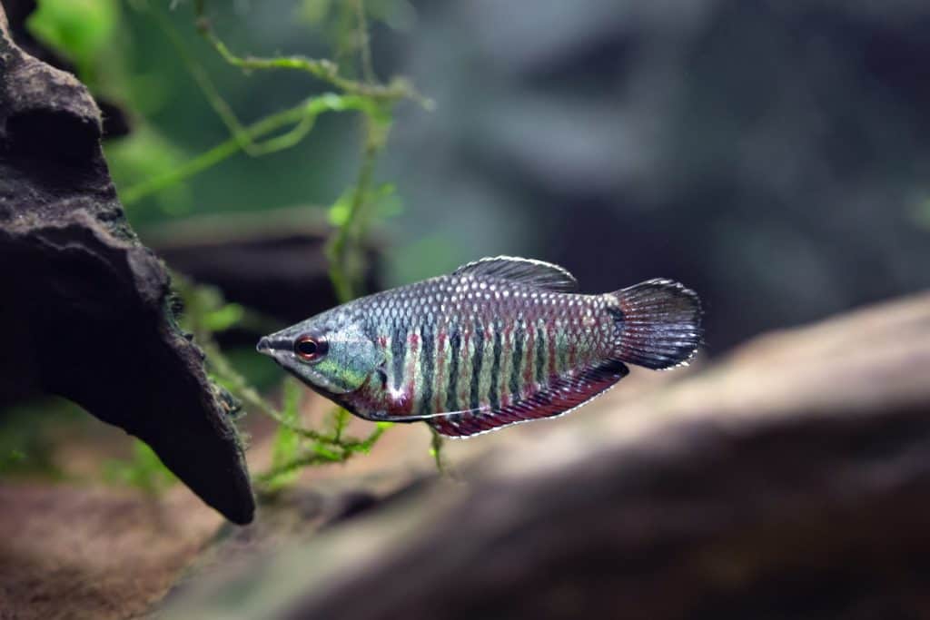 samurai-gourami-1024x683