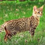 savannah-cat-