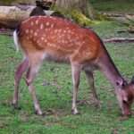 sika deer