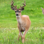 sitka deer..