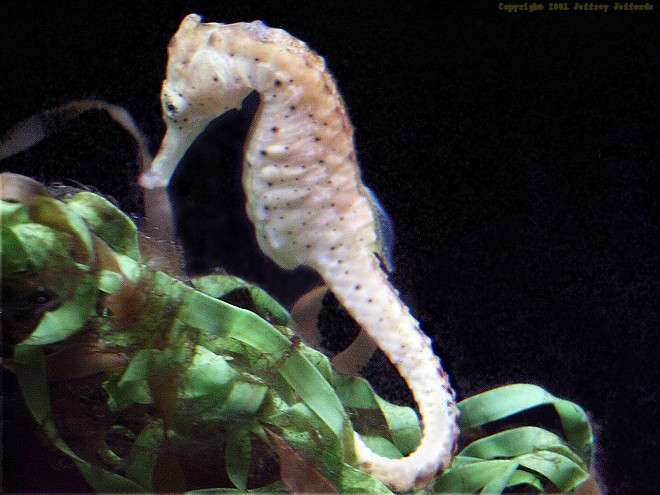 spotted seahorse