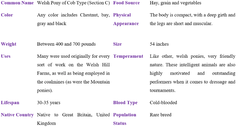 welsh pony of cob type (section c) table