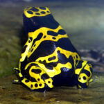 yellow banded poison dart frog