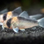 adolfo’s-catfish
